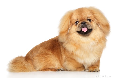 20 Ancient Dog Breeds Shaping Modern Canines