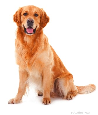 Golden Retriever: A Trusted Family Companion