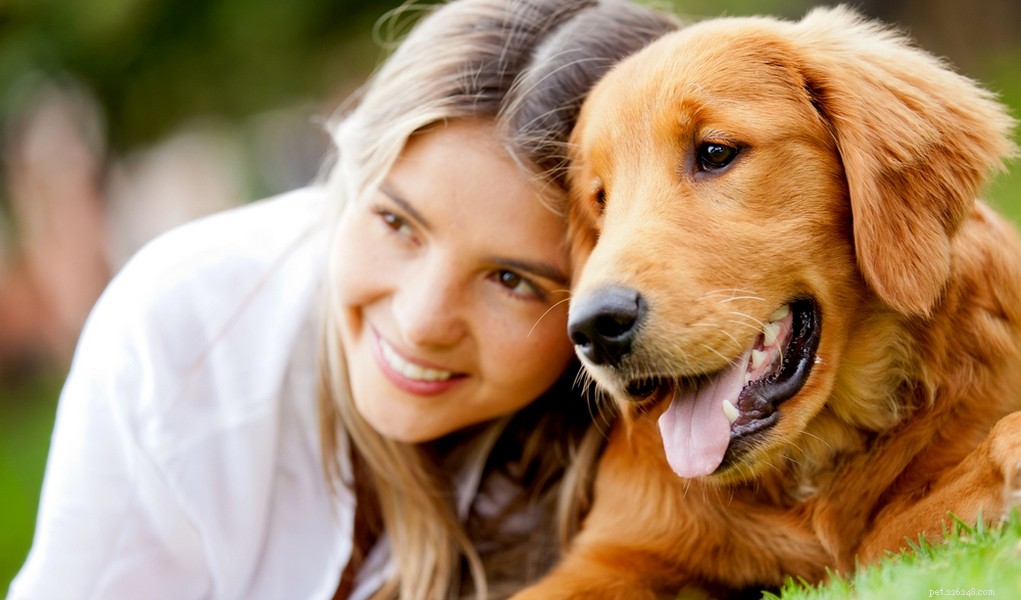 Golden Retriever: A Trusted Family Companion