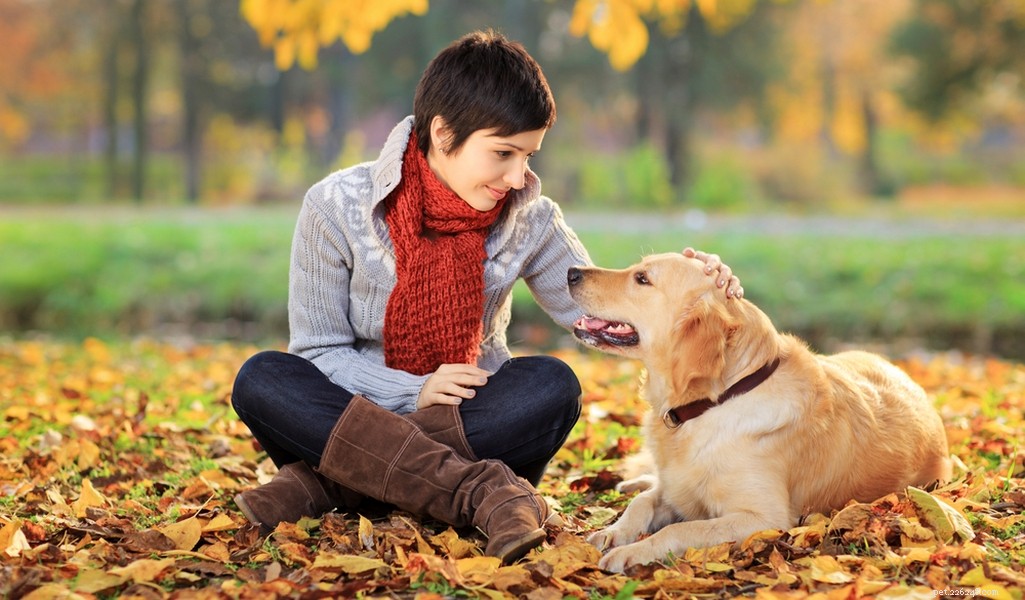 Golden Retriever: A Trusted Family Companion