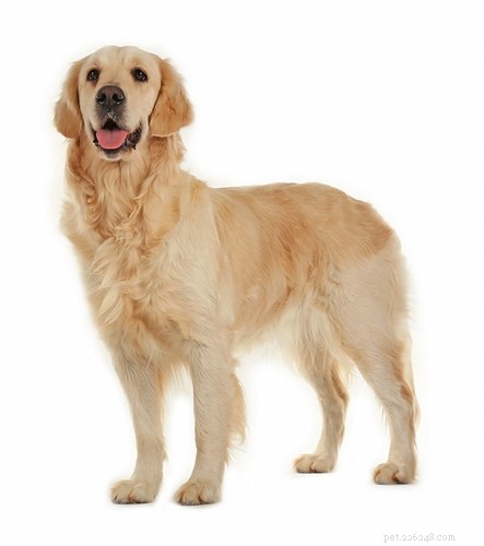 Golden Retriever: A Trusted Family Companion