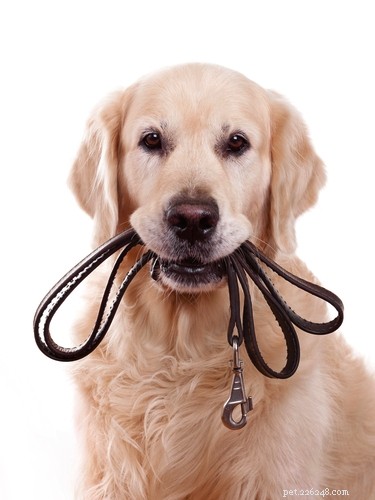 Golden Retriever: A Trusted Family Companion