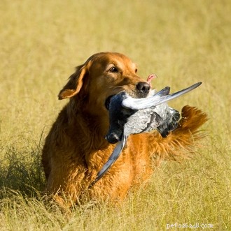 Golden Retriever: A Trusted Family Companion