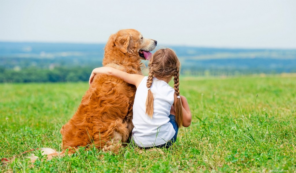 Golden Retriever: A Trusted Family Companion