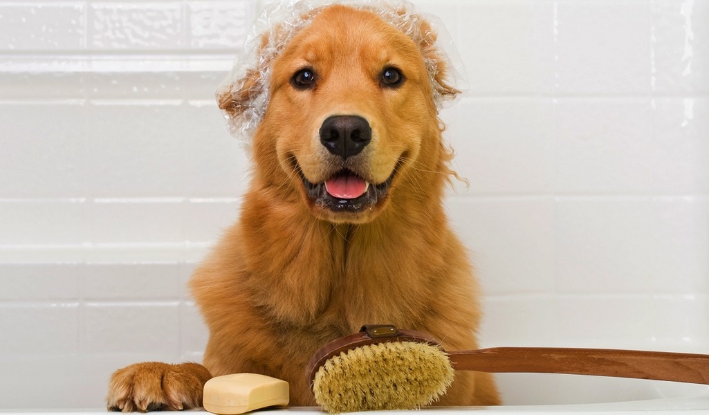 Golden Retriever: A Trusted Family Companion
