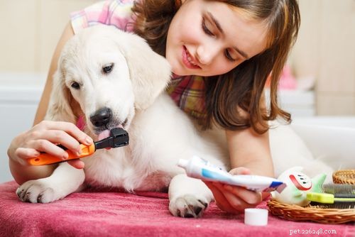 Golden Retriever: A Trusted Family Companion