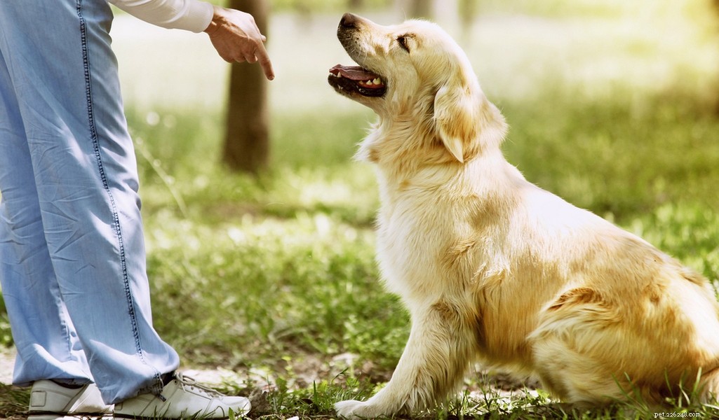 Golden Retriever: A Trusted Family Companion