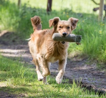 Golden Retriever: A Trusted Family Companion
