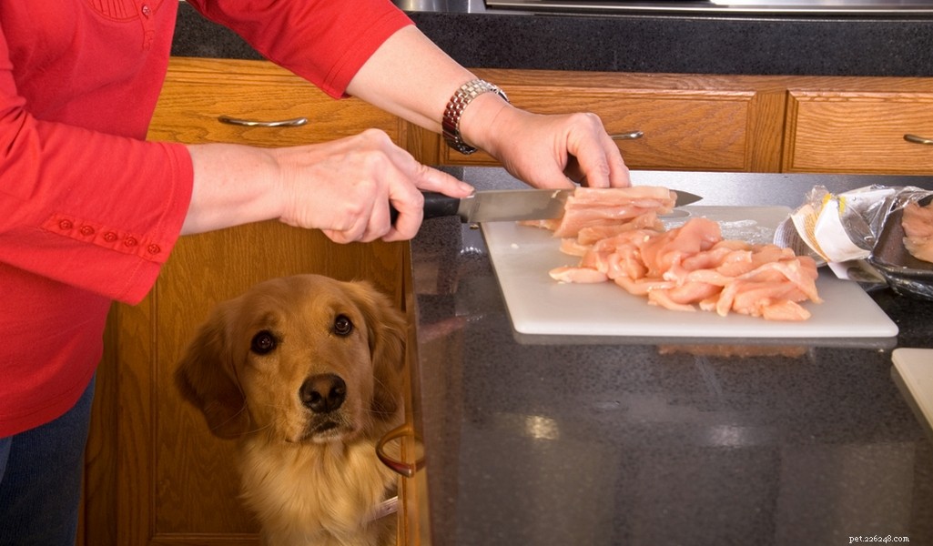 Golden Retriever: A Trusted Family Companion