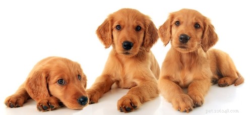 Golden Retriever: A Trusted Family Companion