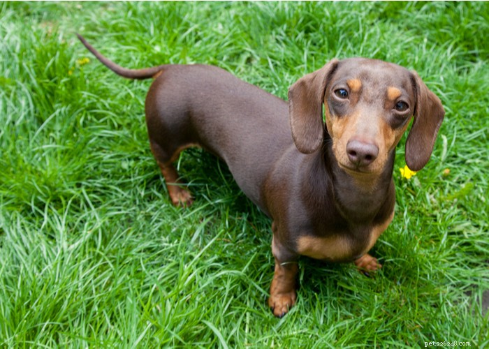 Dachshund Dogs: Classic Traits, Care, and History