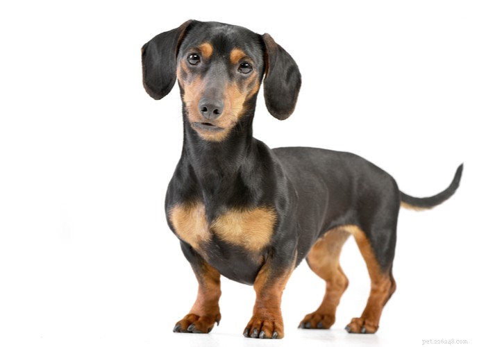 Dachshund Dogs: Classic Traits, Care, and History