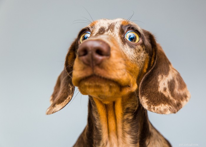 Dachshund Dogs: Classic Traits, Care, and History