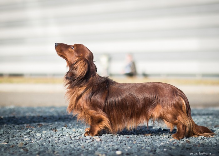 Dachshund Dogs: Classic Traits, Care, and History