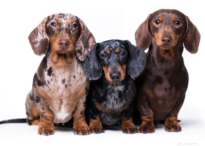 Dachshund Dogs: Classic Traits, Care, and History