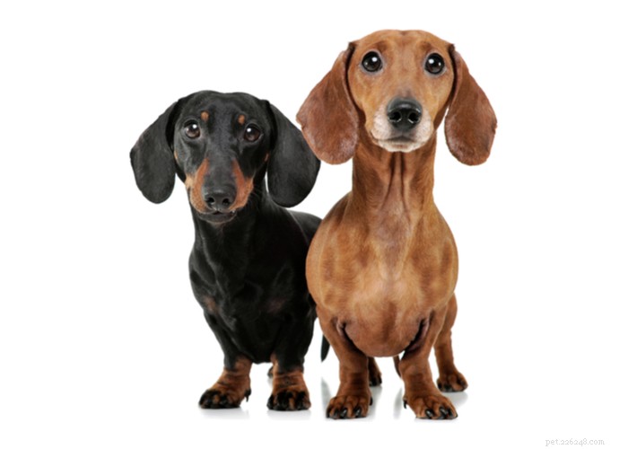 Dachshund Dogs: Classic Traits, Care, and History