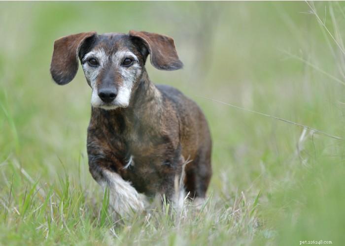 Dachshund Dogs: Classic Traits, Care, and History