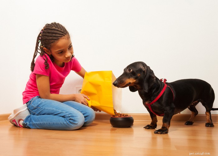 Dachshund Dogs: Classic Traits, Care, and History