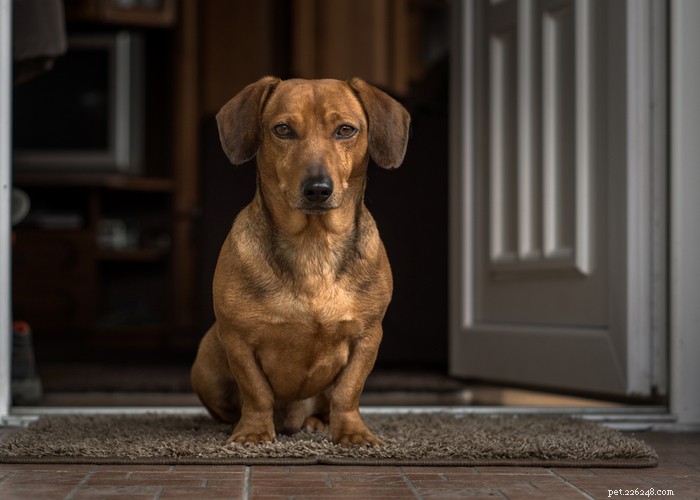 Dachshund Dogs: Classic Traits, Care, and History