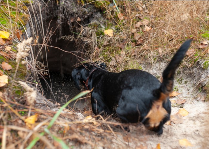 Dachshund Dogs: Classic Traits, Care, and History