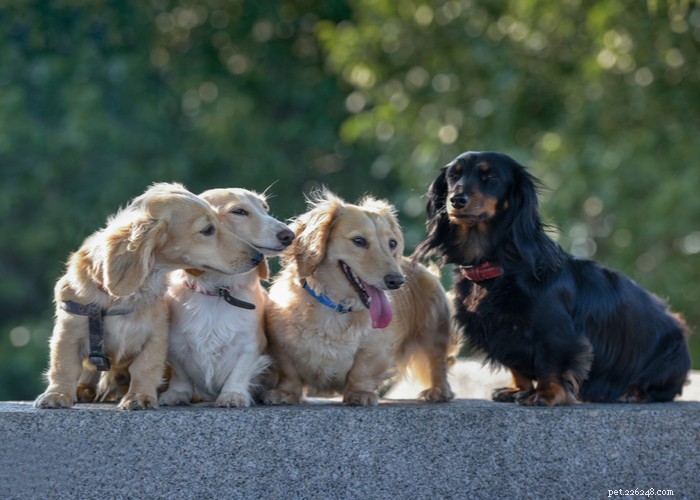 Dachshund Dogs: Classic Traits, Care, and History