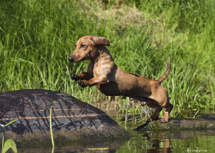 Dachshund Dogs: Classic Traits, Care, and History
