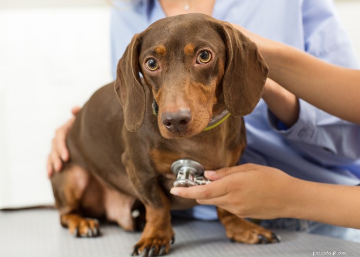 Dachshund Dogs: Classic Traits, Care, and History