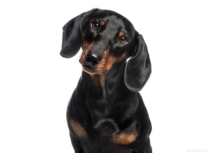 Dachshund Dogs: Classic Traits, Care, and History