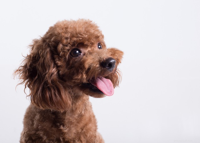 Poodle Dog Breed Profile: Beauty, Intelligence & Three Size Options