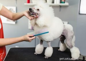 Poodle Dog Breed Profile: Beauty, Intelligence & Three Size Options