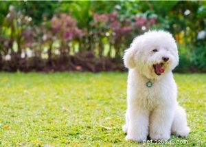 Poodle Dog Breed Profile: Beauty, Intelligence & Three Size Options