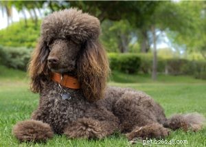 Poodle Dog Breed Profile: Beauty, Intelligence & Three Size Options