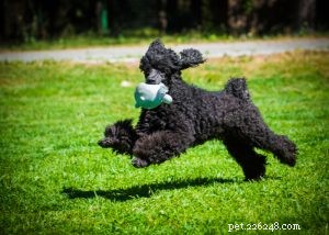 Poodle Dog Breed Profile: Beauty, Intelligence & Three Size Options