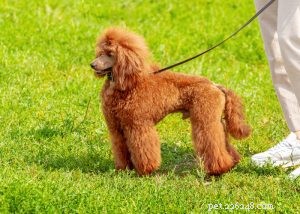 Poodle Dog Breed Profile: Beauty, Intelligence & Three Size Options