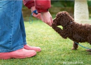 Poodle Dog Breed Profile: Beauty, Intelligence & Three Size Options
