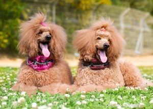 Poodle Dog Breed Profile: Beauty, Intelligence & Three Size Options
