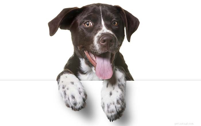 Identify Your Dog’s Breed: Easy Ways to Determine Mixed or Purebred Lines
