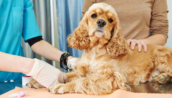 Identify Your Dog’s Breed: Easy Ways to Determine Mixed or Purebred Lines