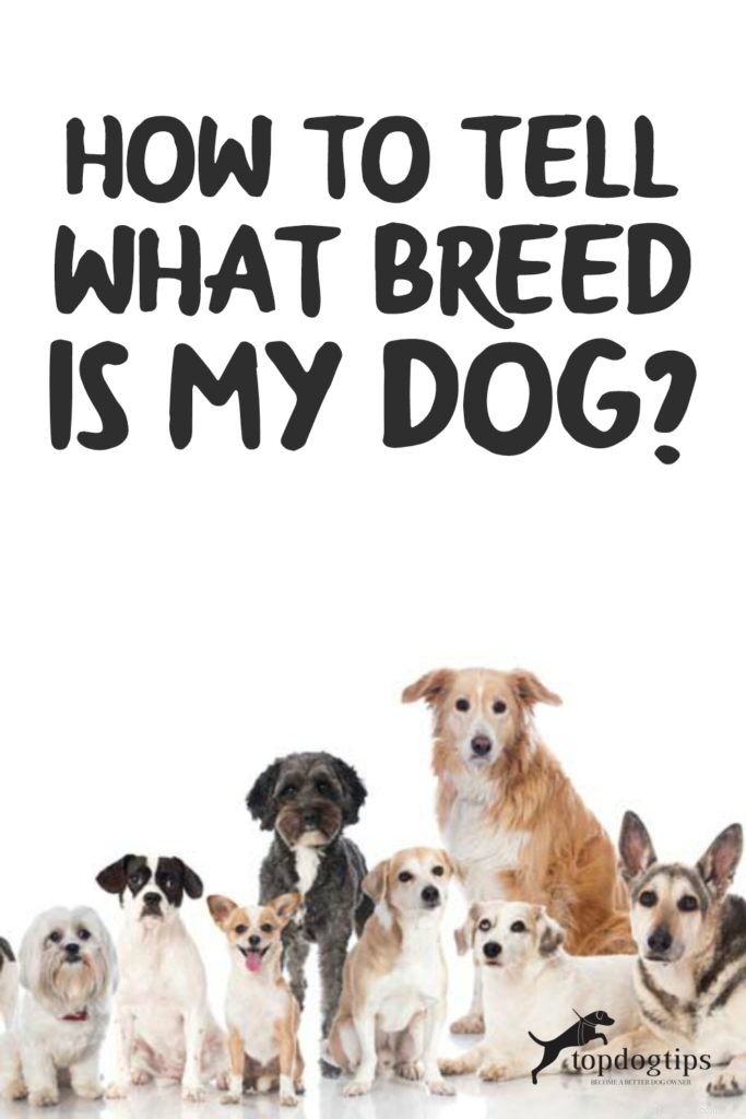 Identify Your Dog’s Breed: Easy Ways to Determine Mixed or Purebred Lines