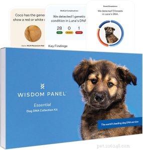 Identify Your Dog’s Breed: Easy Ways to Determine Mixed or Purebred Lines