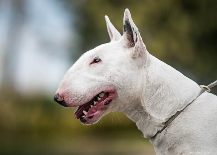 Hidden Gems: Rare Indian Dog Breeds You Should Know