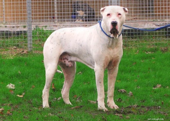 Hidden Gems: Rare Indian Dog Breeds You Should Know