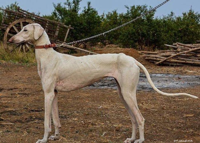 Hidden Gems: Rare Indian Dog Breeds You Should Know
