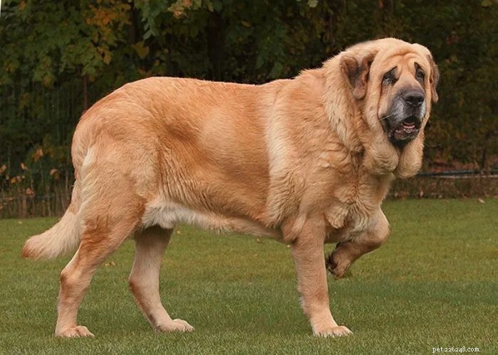 Hidden Gems: Rare Indian Dog Breeds You Should Know
