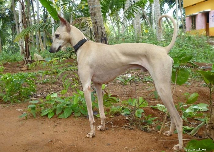 Hidden Gems: Rare Indian Dog Breeds You Should Know