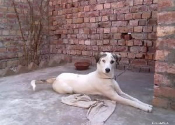 Hidden Gems: Rare Indian Dog Breeds You Should Know
