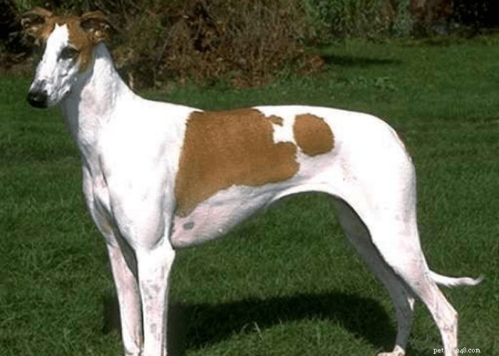 Hidden Gems: Rare Indian Dog Breeds You Should Know