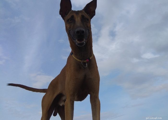 Hidden Gems: Rare Indian Dog Breeds You Should Know