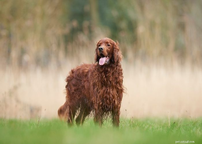 Discover 15 Stunning Red Dog Breeds You’ll Love