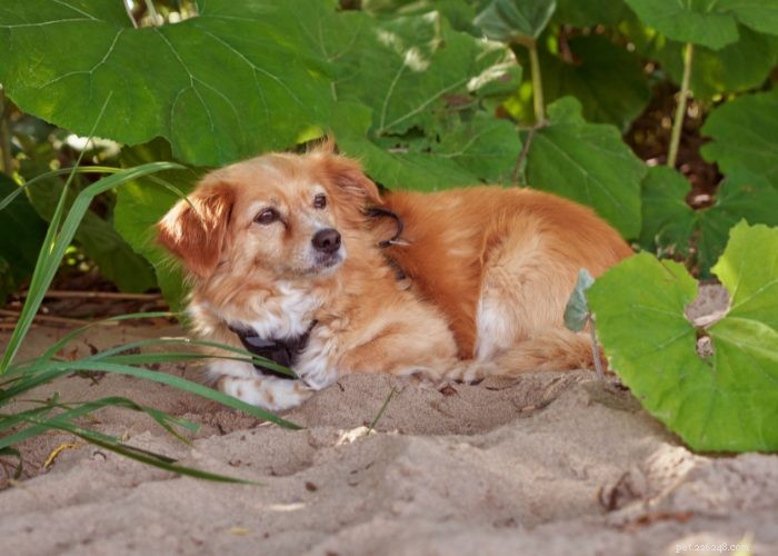 Discover 15 Stunning Red Dog Breeds You’ll Love